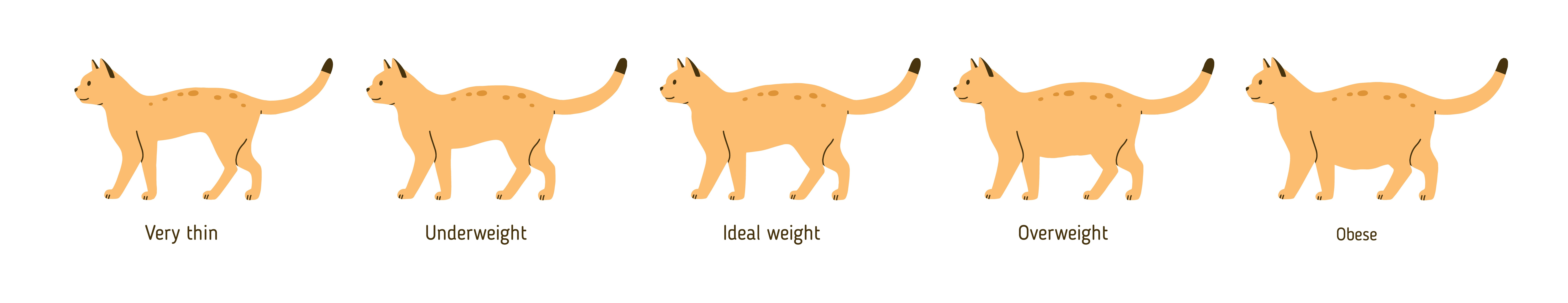 Overweight cat chart, Modesto Vet 