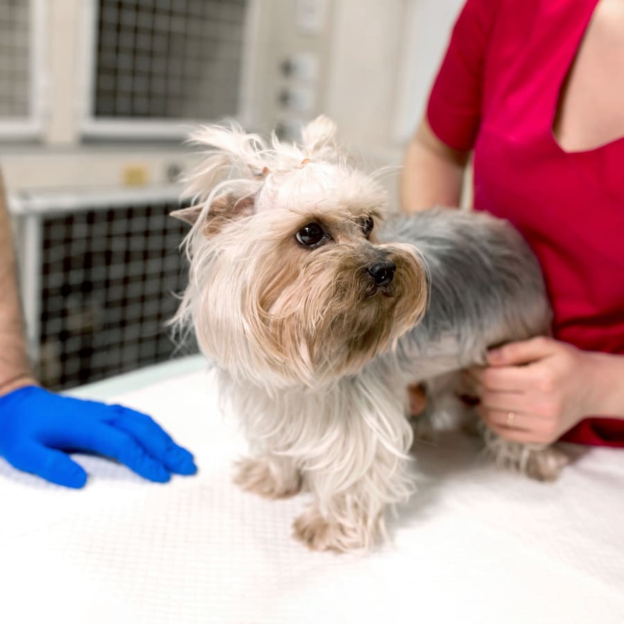 Welcome to American Pet Hospital | Veterinarian Modesto, CA